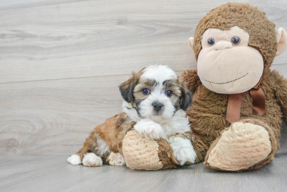 Fluffy Teddy Bear Designer Pup