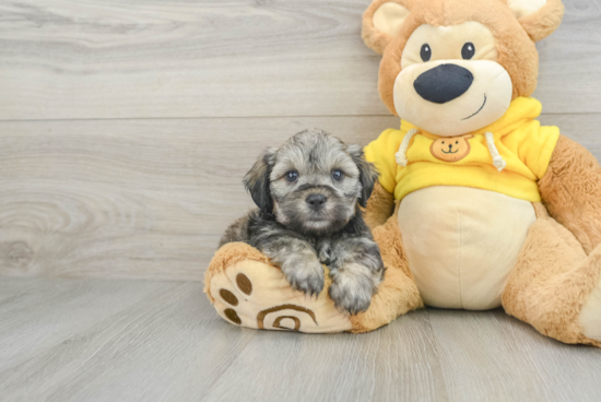 Smart Teddy Bear Designer Pup