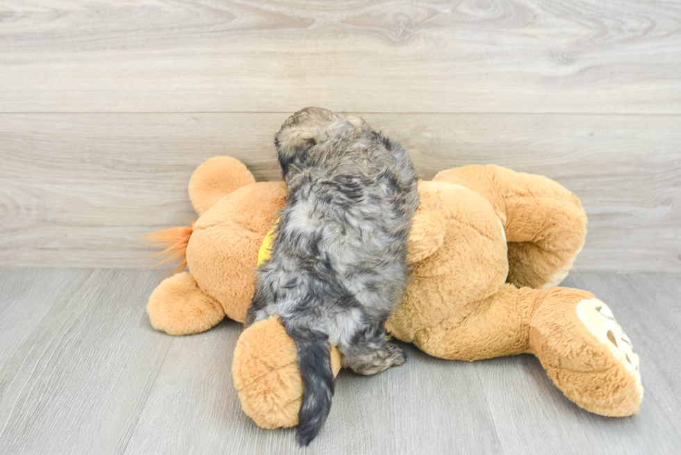 Teddy Bear Pup Being Cute