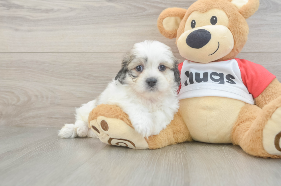 6 week old Teddy Bear Puppy For Sale - Premier Pups