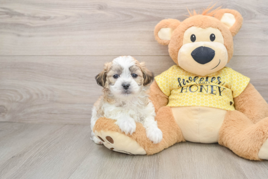 Teddy Bear Pup Being Cute