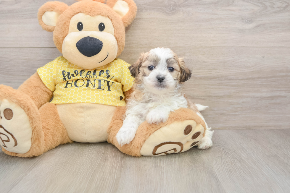 Friendly Teddy Bear Baby