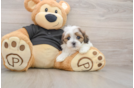 Best Teddy Bear Baby