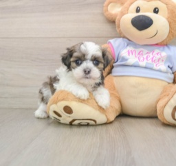 5 week old Teddy Bear Puppy For Sale - Premier Pups
