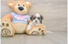 Best Teddy Bear Baby