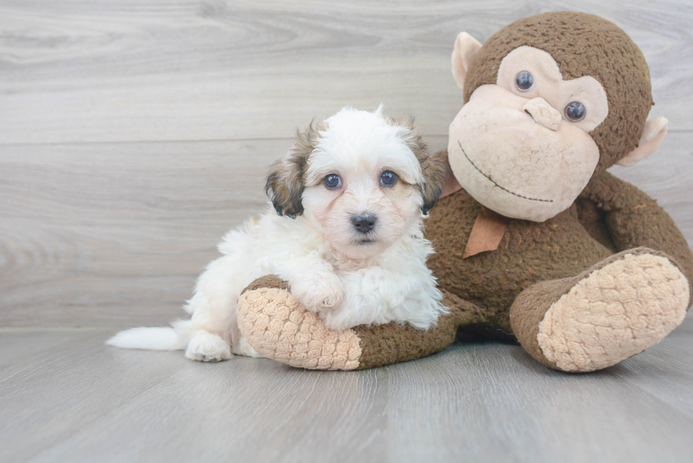 Teddy Bear Pup Being Cute