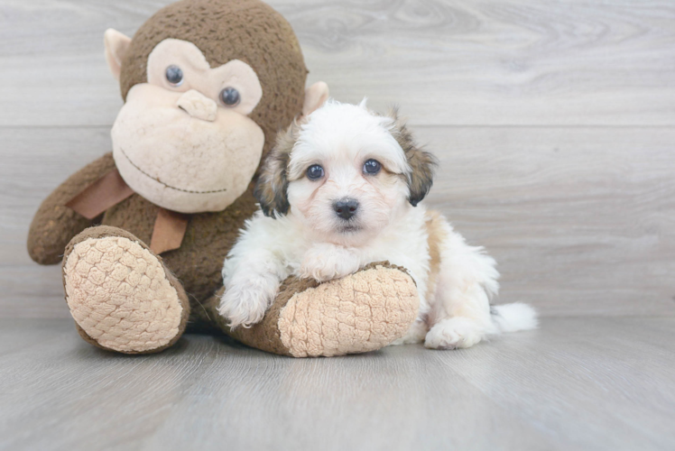 Teddy Bear Pup Being Cute