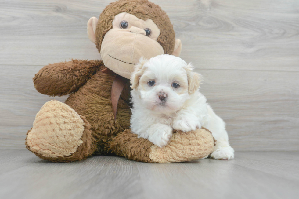 Fluffy Teddy Bear Designer Pup