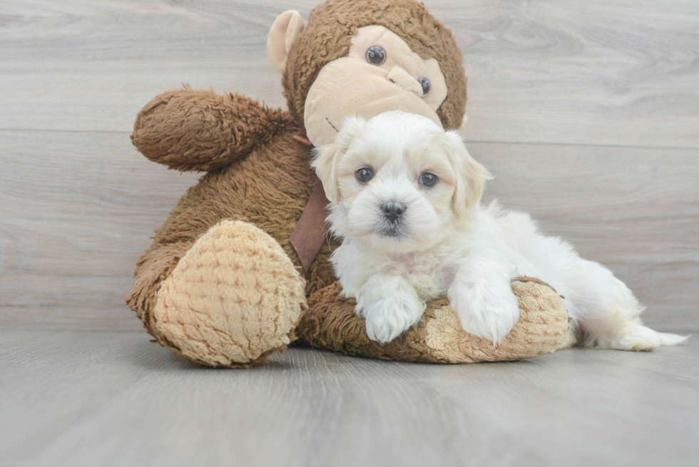 Fluffy Teddy Bear Designer Pup