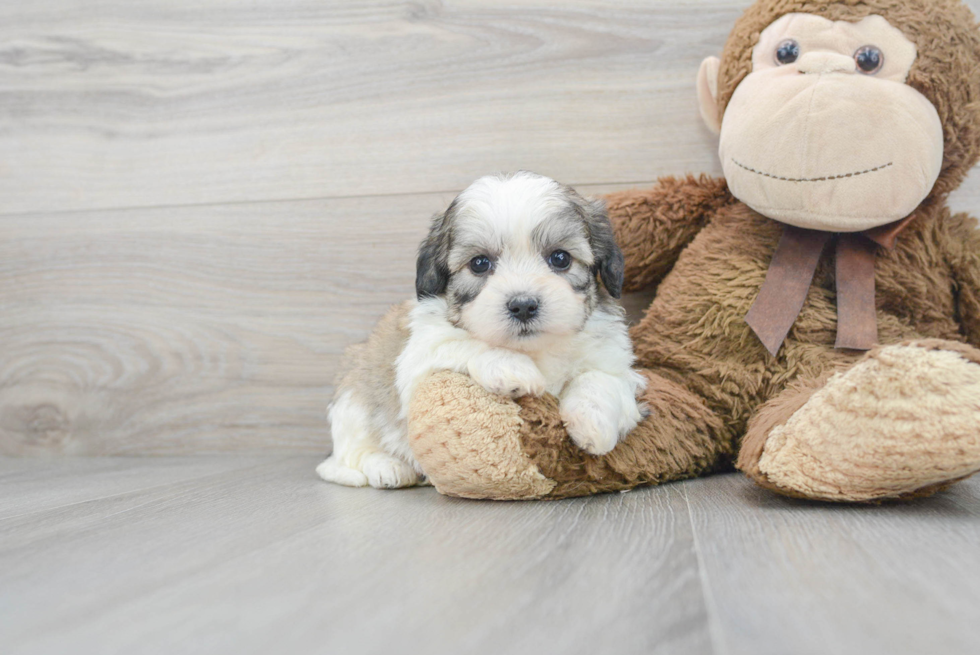 Fluffy Teddy Bear Designer Pup