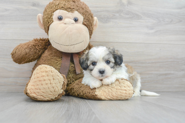 Teddy Bear Pup Being Cute