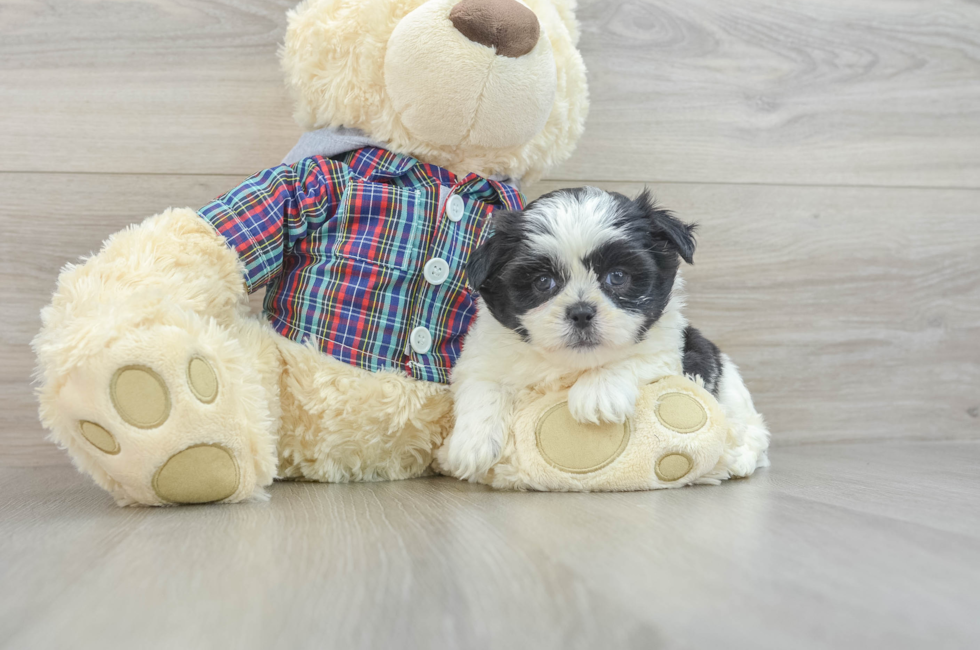 7 week old Teddy Bear Puppy For Sale - Premier Pups