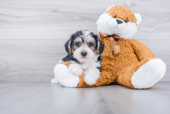 Popular Teddy Bear Designer Pup