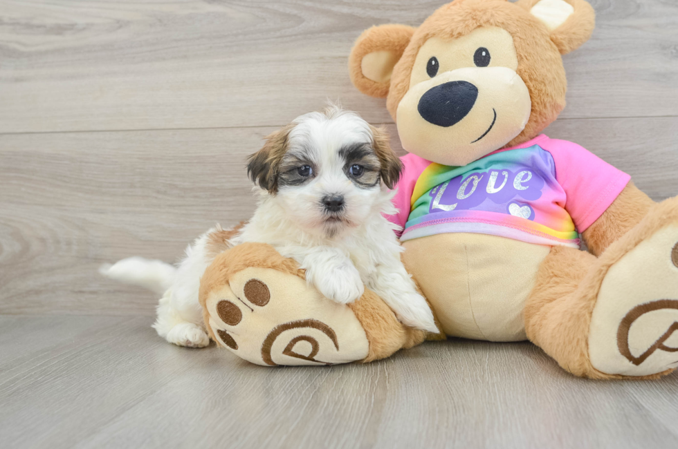 7 week old Teddy Bear Puppy For Sale - Premier Pups