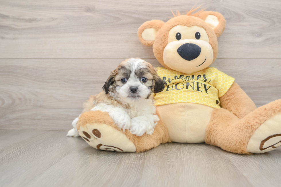 Happy Teddy Bear Baby