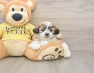 6 week old Teddy Bear Puppy For Sale - Premier Pups