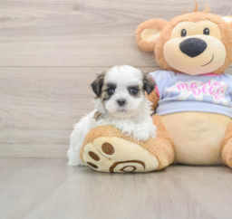 5 week old Teddy Bear Puppy For Sale - Premier Pups