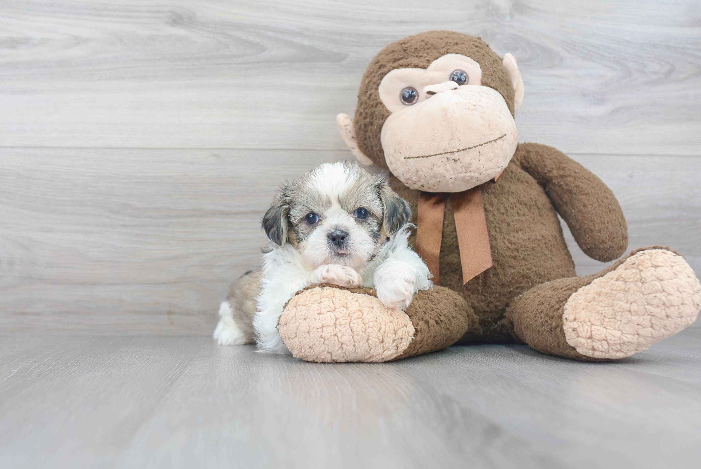 Teddy Bear Puppy for Adoption