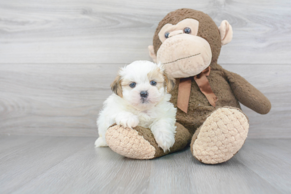 Popular Teddy Bear Designer Pup