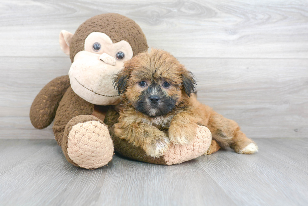 Teddy Bear Pup Being Cute