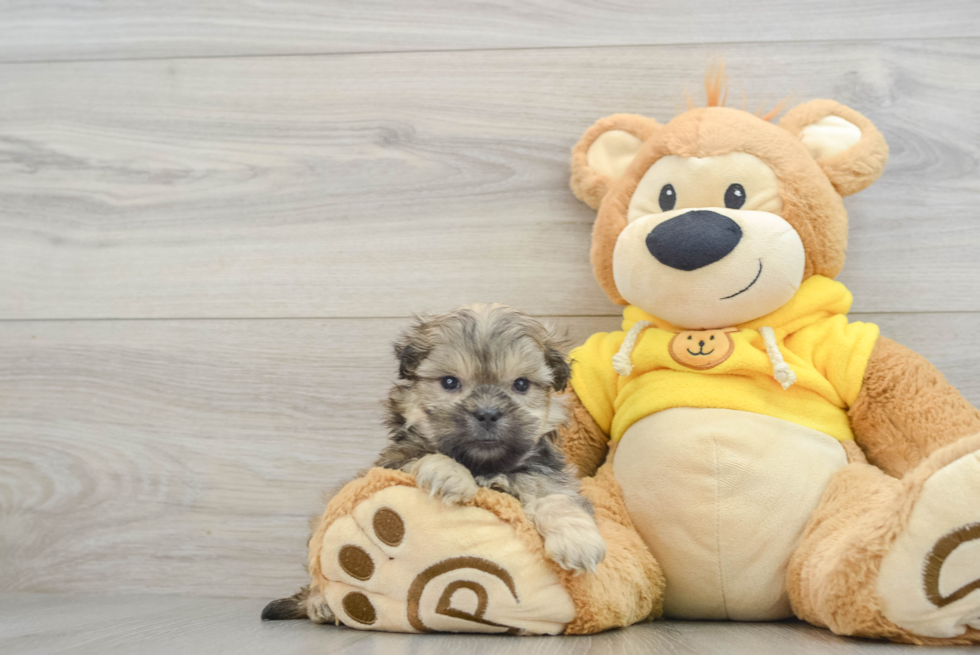 Best Teddy Bear Baby