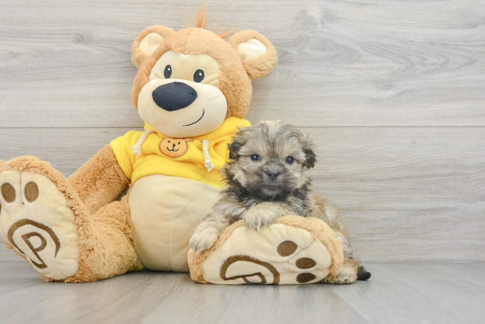 Fluffy Teddy Bear Designer Pup