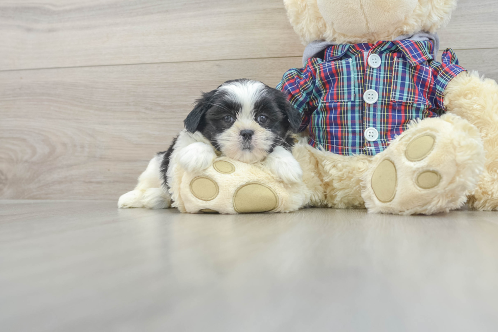 Teddy Bear Pup Being Cute