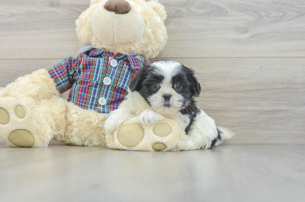 6 week old Teddy Bear Puppy For Sale - Premier Pups