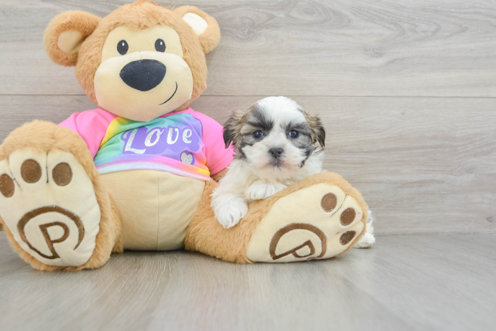 Funny Teddy Bear Designer Pup