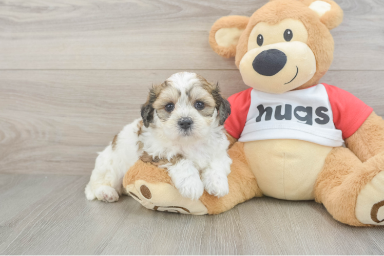 Teddy Bear Puppy for Adoption
