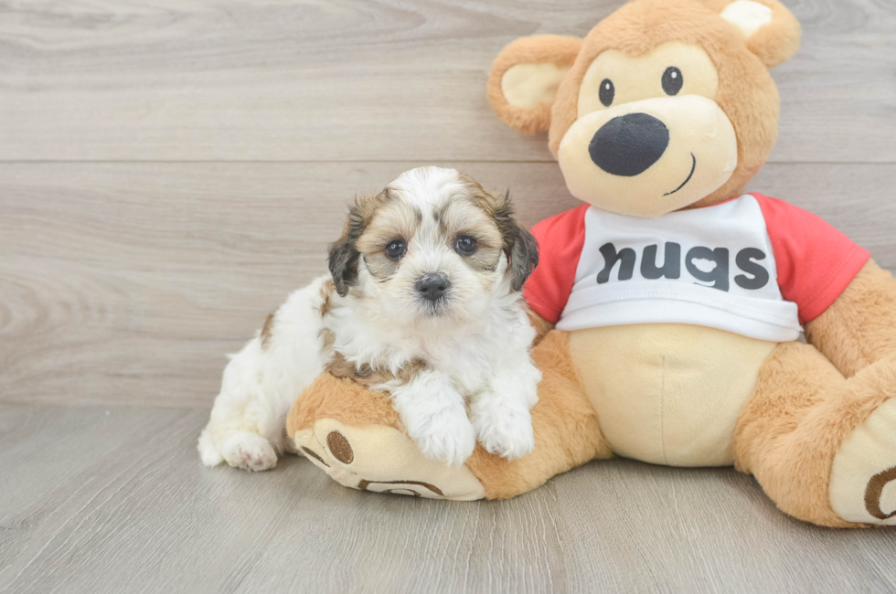 6 week old Teddy Bear Puppy For Sale - Premier Pups