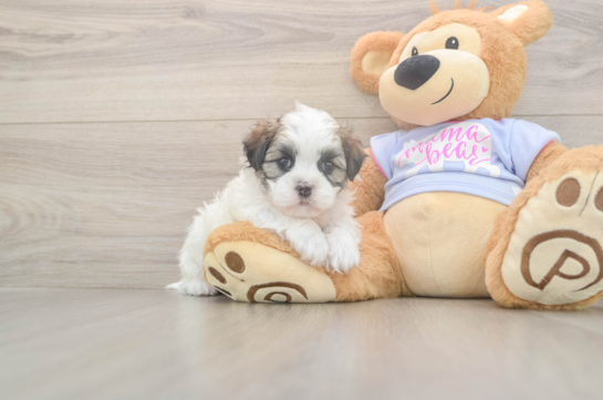5 week old Teddy Bear Puppy For Sale - Premier Pups Teddy Bear Puppy for Adoption
