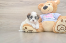 Meet Fleur - our Teddy Bear Puppy Photo  1/3 - Premier Pups Teddy Bear Puppy for Adoption