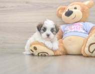 5 week old Teddy Bear Puppy For Sale - Premier Pups 5 week old Teddy Bear Puppy For Sale - Premier Pups