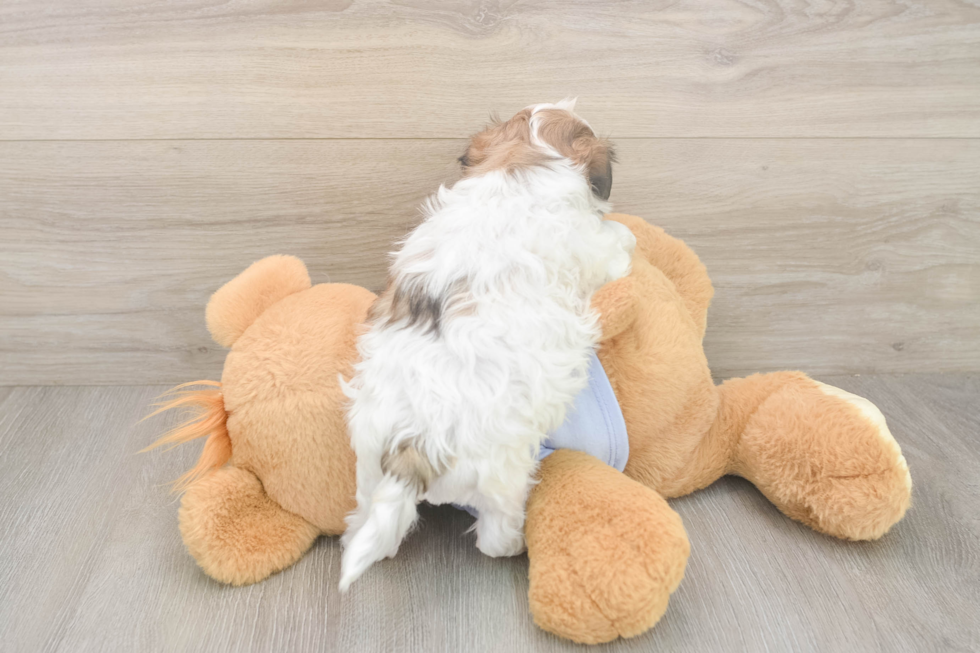 Meet Fleur - our Teddy Bear Puppy Photo  3/3 - Premier Pups Teddy Bear Pup Being Cute