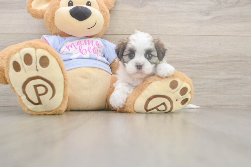 Meet Fleur - our Teddy Bear Puppy Photo  2/3 - Premier Pups Best Teddy Bear Baby