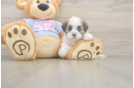 Meet Fleur - our Teddy Bear Puppy Photo  2/3 - Premier Pups Best Teddy Bear Baby