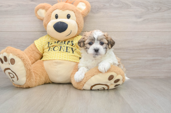 Teddy Bear Pup Being Cute