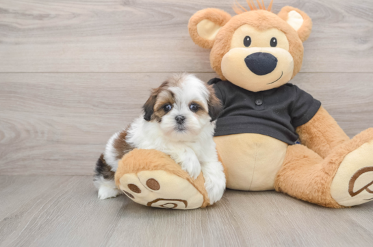 Sweet Teddy Bear Baby