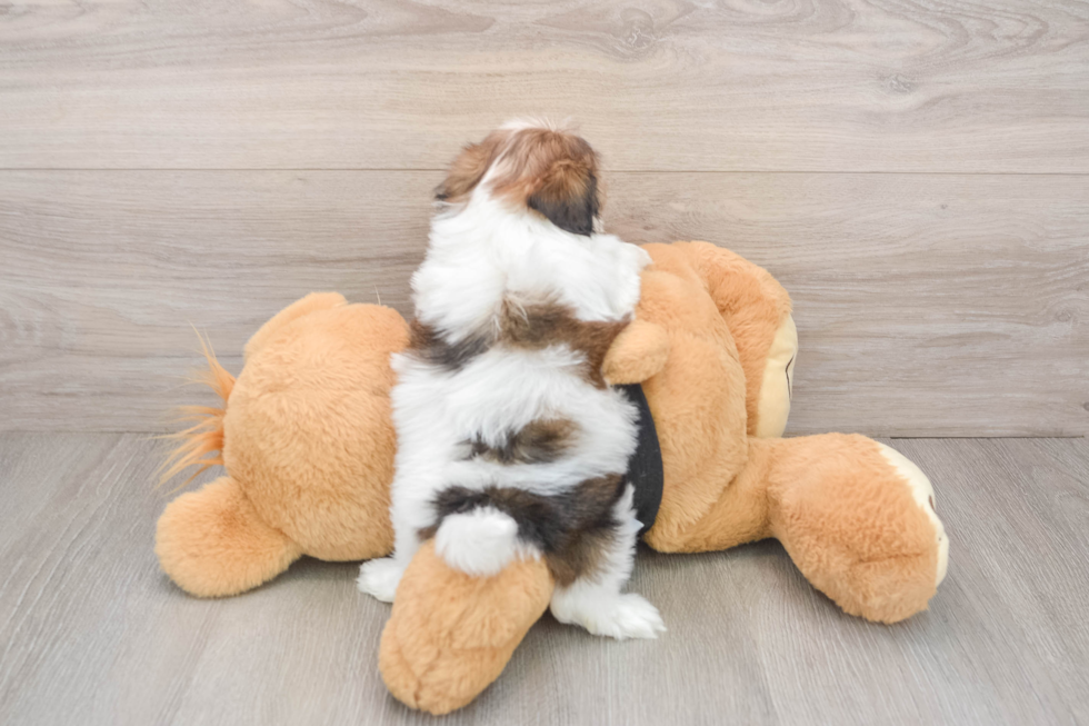 Playful Shit Designer Puppy