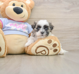 6 week old Teddy Bear Puppy For Sale - Premier Pups