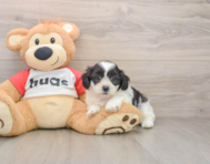 8 week old Teddy Bear Puppy For Sale - Premier Pups