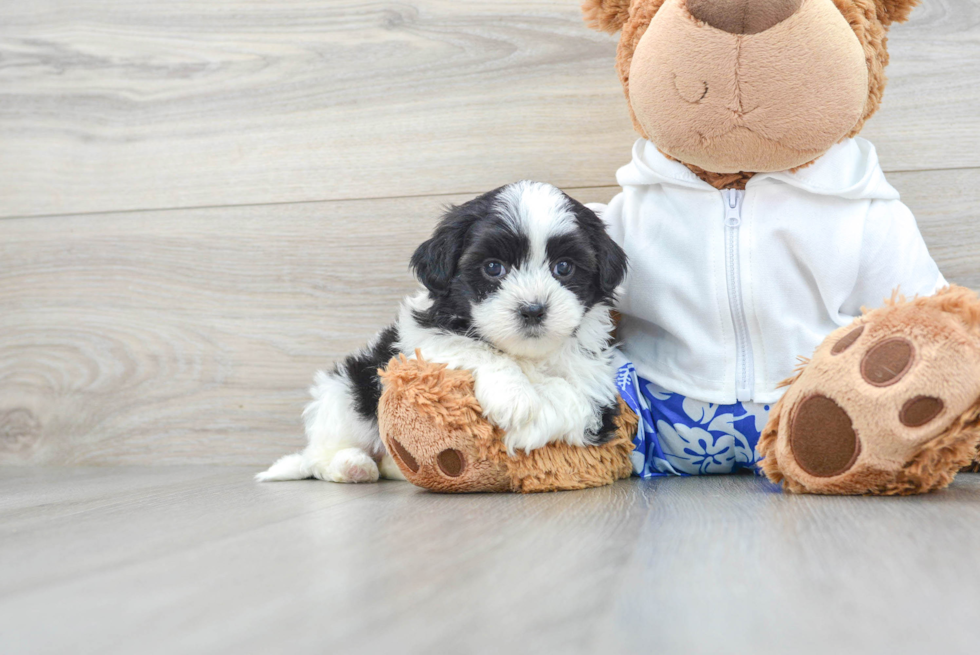 Teddy Bear Pup Being Cute