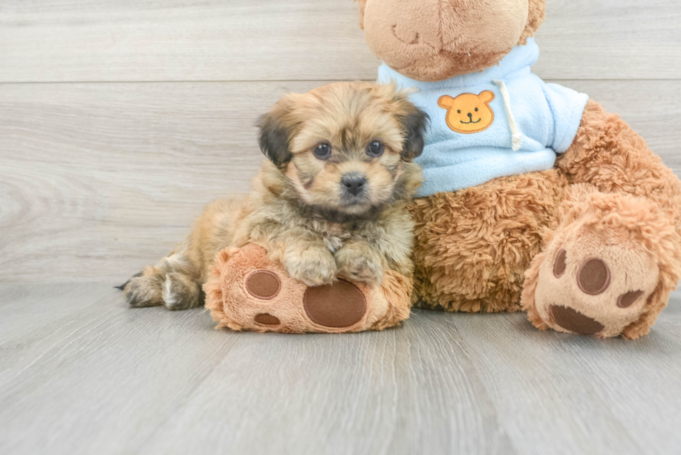 Teddy Bear Puppy for Adoption