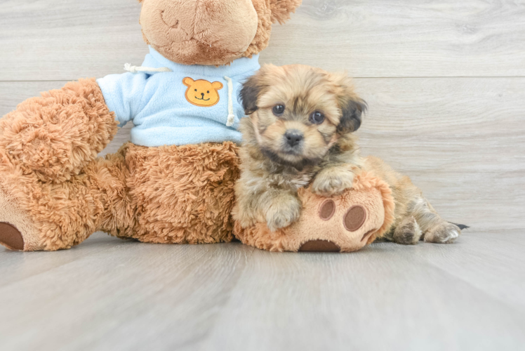 Petite Teddy Bear Designer Pup