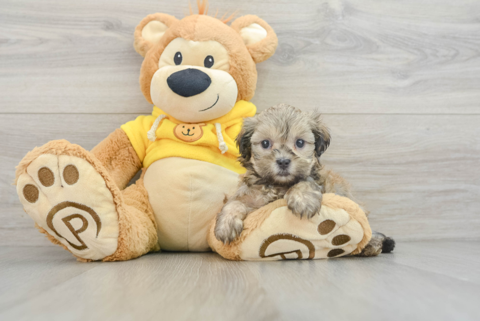 Best Teddy Bear Baby