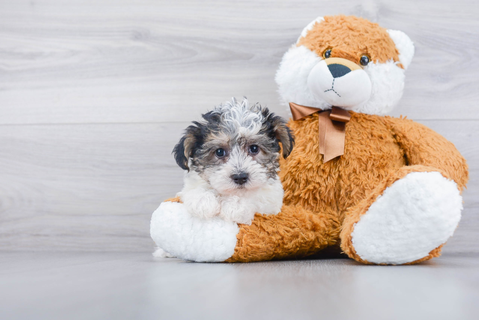 Teddy Bear Pup Being Cute