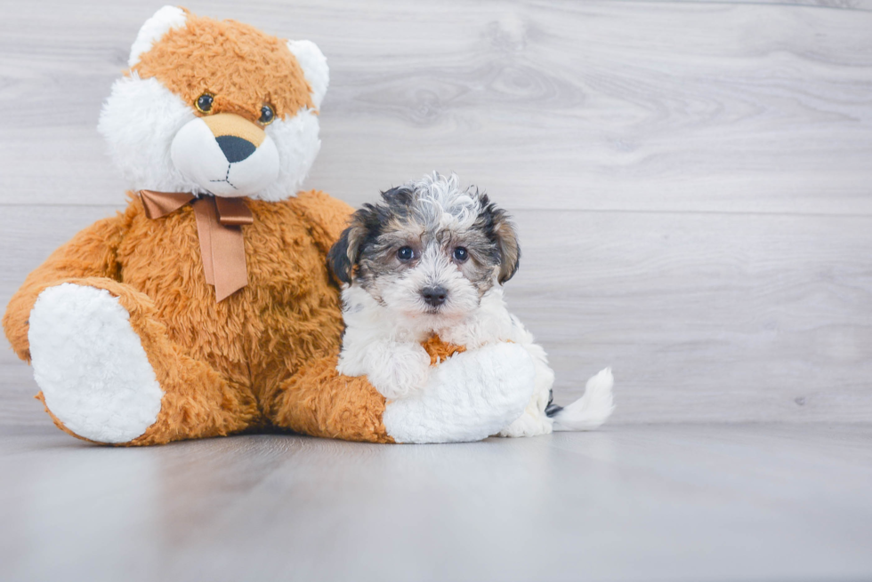 Teddy Bear Pup Being Cute