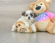 9 week old Teddy Bear Puppy For Sale - Premier Pups