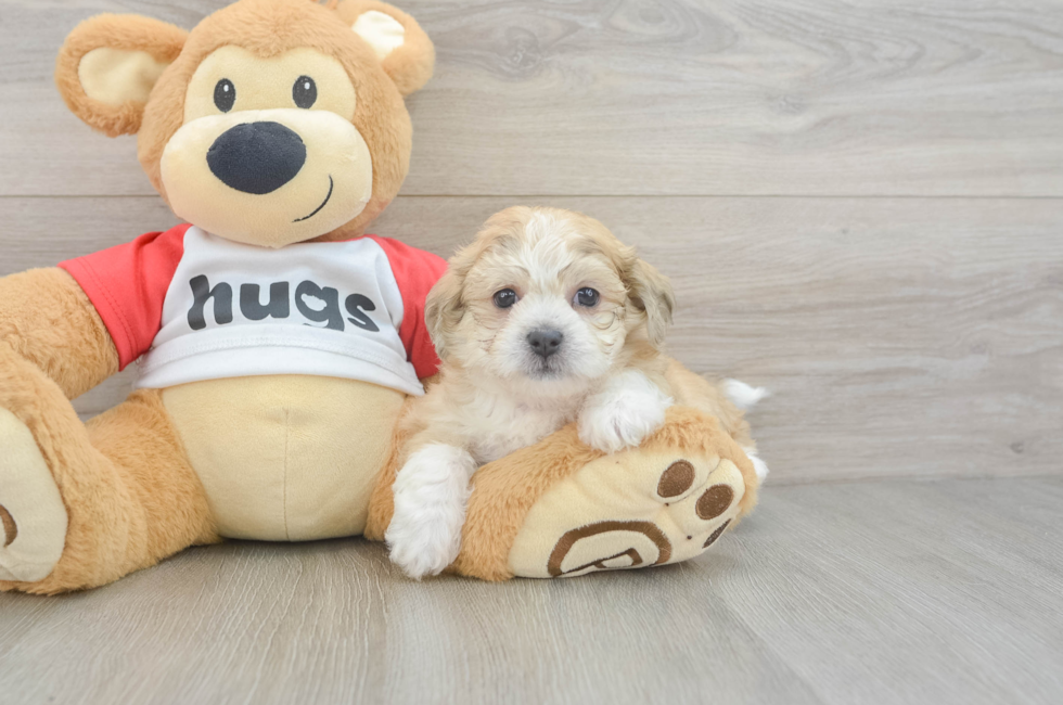 6 week old Teddy Bear Puppy For Sale - Premier Pups